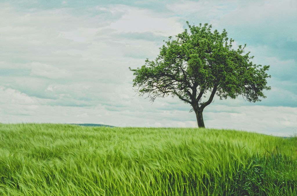 single tree in grassland against blue sky background